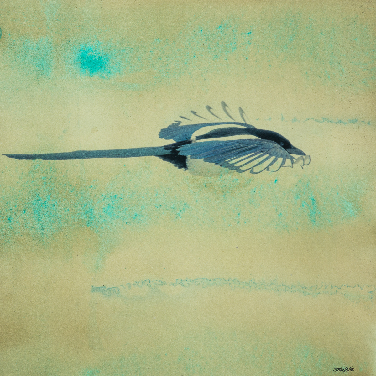 Magpie In Blue
