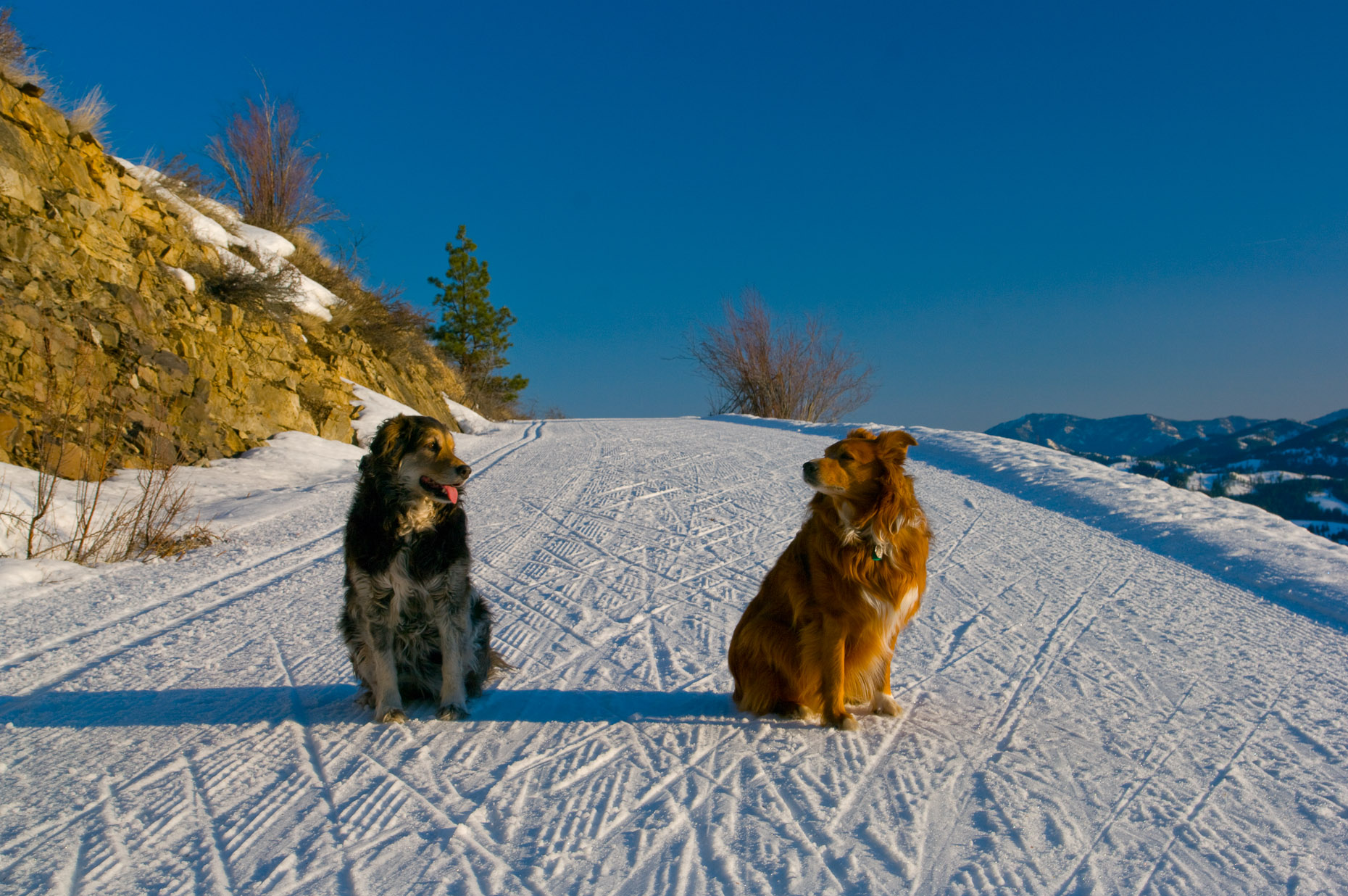 Ski dogs.jpg