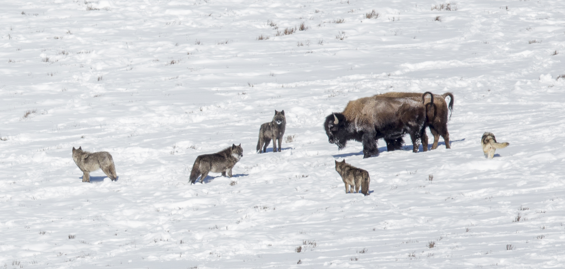 Yellowstone Animals (20 of 35).jpg