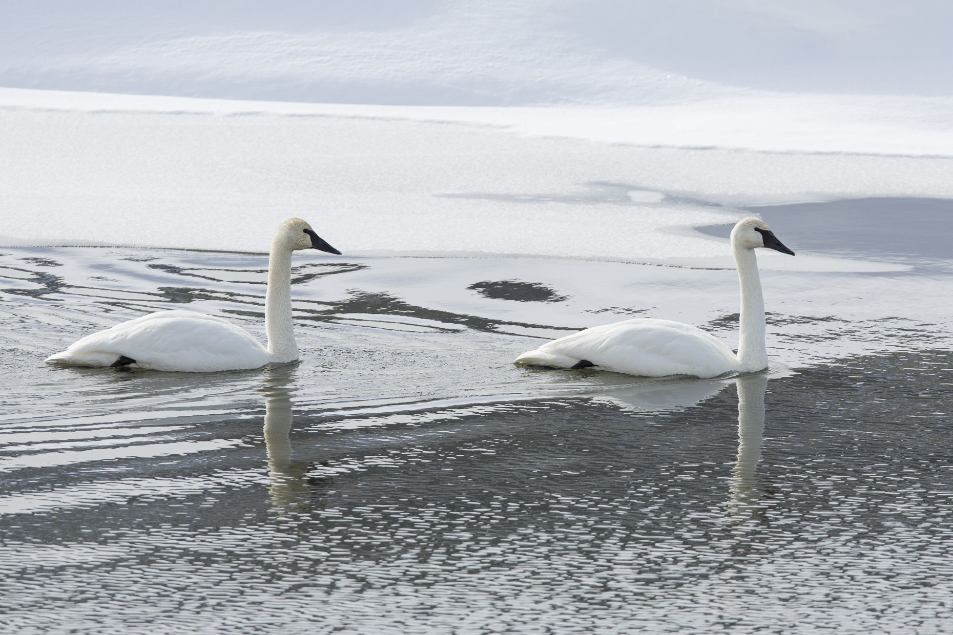 Yellowstone Animals (2 of 35).jpg
