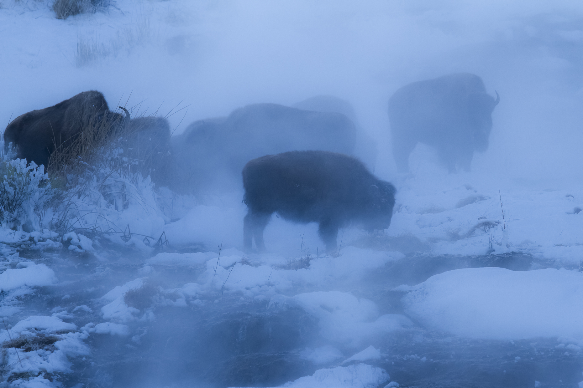 Yellowstone Animals (34 of 35).jpg